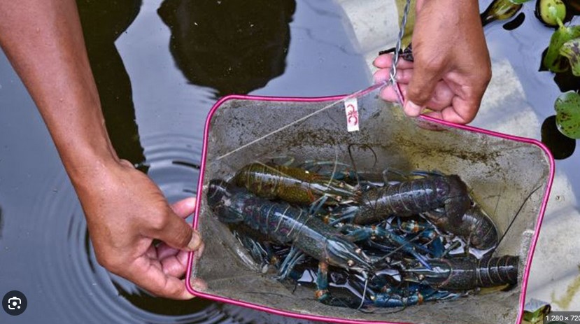 Tips Memulai Bisnis Lobster Air Laut bagi Pemula